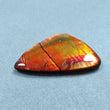 AMMOLITE Gemstone Cabochon : 65.40cts Natural Fossilized Shell Multi Color Red Sheen Ammolite Uneven Shape Cabochon 51*30mm (With Video)