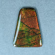 AMMOLITE Gemstone Cabochon : 80.00cts Natural Fossilized Shell Bi-Color Ammolite Uneven Shape Cabochon 46.5*35mm (With Video)