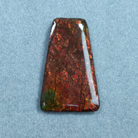 AMMOLITE Gemstone Cabochon : 43.20cts Natural Fossilized Shell Bi-Color Ammolite Trapezium Shape Cabochon 39*25mm (With Video)