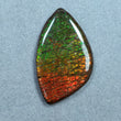 AMMOLITE Gemstone Cabochon : 69.00cts Natural Fossilized Shell Bi-Color Ammolite Uneven Shape 31*52mm (With Video)