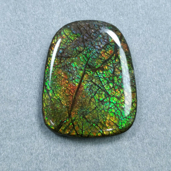 AMMOLITE Gemstone Cabochon : 79.00cts Natural Fossilized Shell Bi-Color Ammolite Uneven Shape 39*31mm (With Video)