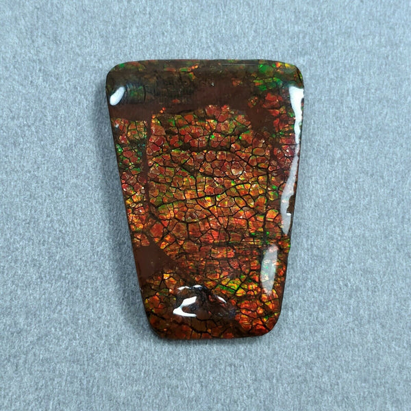 AMMOLITE Gemstone Cabochon : 49.10cts Natural Fossilized Shell Bi-Color Ammolite Uneven Shape 26*37mm (With Video)