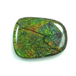 AMMOLITE Gemstone Cabochon : 79.00cts Natural Fossilized Shell Bi-Color Ammolite Uneven Shape 39*31mm (With Video)