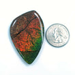 AMMOLITE Gemstone Cabochon : 89.70cts Natural Fossilized Shell Bi-Color Ammolite Uneven Shape 54*35mm (With Video)