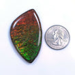 AMMOLITE Gemstone Cabochon : 69.00cts Natural Fossilized Shell Bi-Color Ammolite Uneven Shape 31*52mm (With Video)